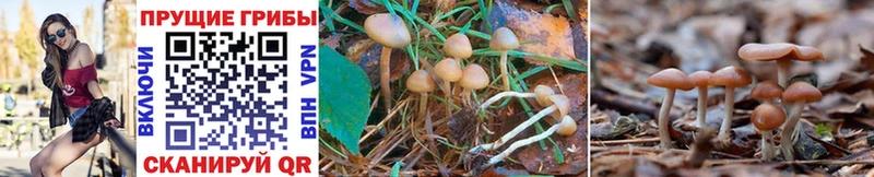 Галлюциногенные грибы Psilocybe  Чердынь 